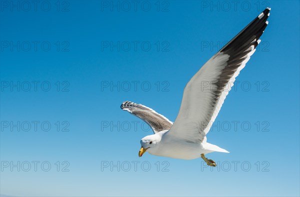 Kelp Gull (Larus dominicanus) in flight in Walvis Bay