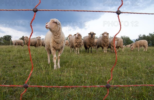 Sheep behind an electric fence