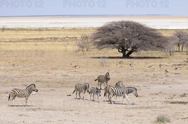 Burchell's Zebras (Equus quagga burchelli) and Springboks (Antidorcas marsupialis) at the Salvadora waterhole