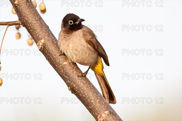 White-spectacled Bulbul or Yellow-vented Bulbul (Pycnonotus xanthopygos) on a branch