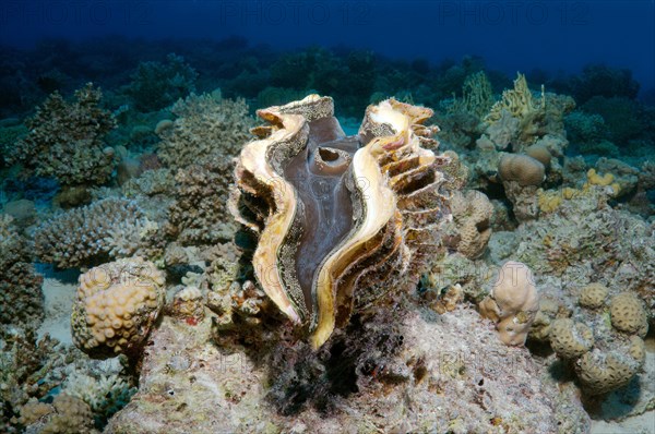 Maxima Clam (Tridacna maxima)