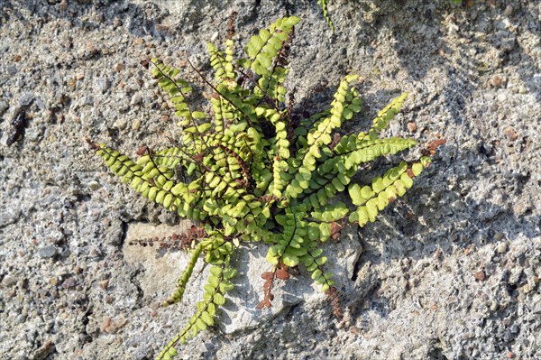 Maidenhair Spleenwort (Asplenum trichomanes)