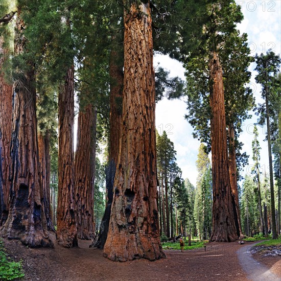 Giant sequoia (Sequoiadendron giganteum)