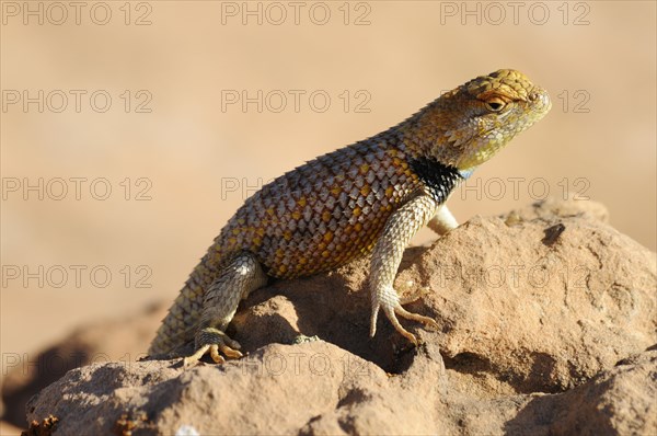 Yellow-backed Spiny Lizard or Desert Spiny Lizard (Sceloporus magister)