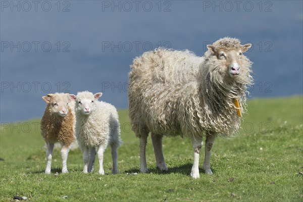 Ewe and lambs