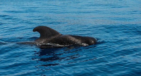 Pilot Whale (Globicephala) emerging from water