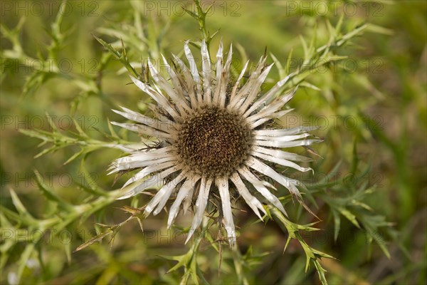 Dwarf Thistle (Carlina acaulis)