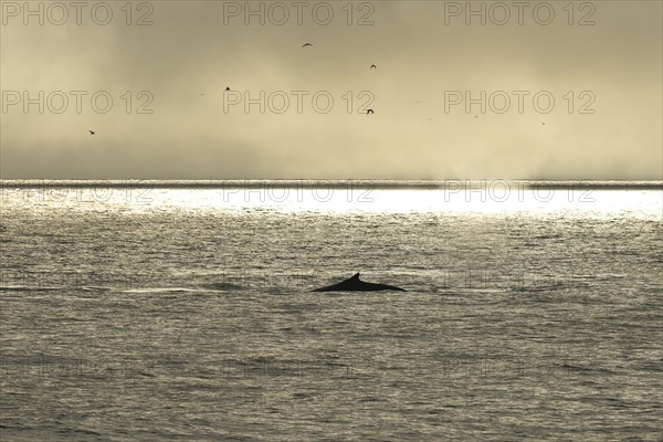 Humpback Whale (Megaptera novaeangliae)