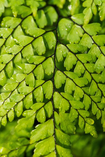 Evergreen Maidenhair (Adiantum venustum)