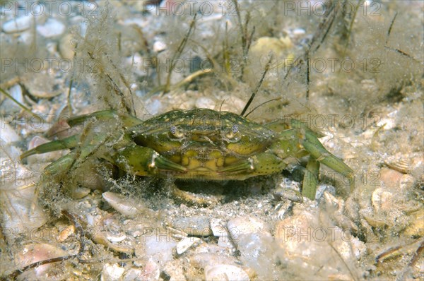 Green Crab (Carcinus aestuarii)
