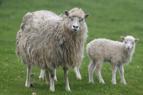 Ewe with lamb