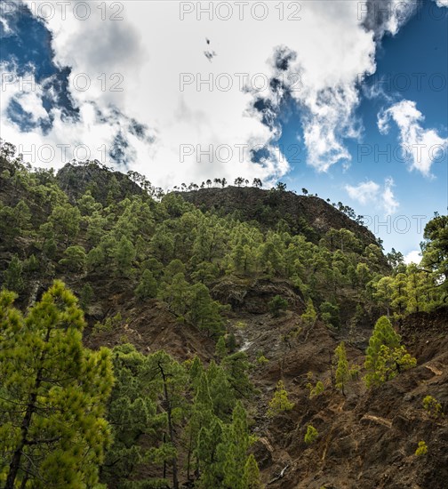 Rocks covered with pine trees