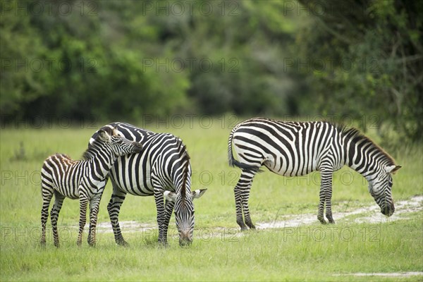 Plains zebras (Equus quagga) with young