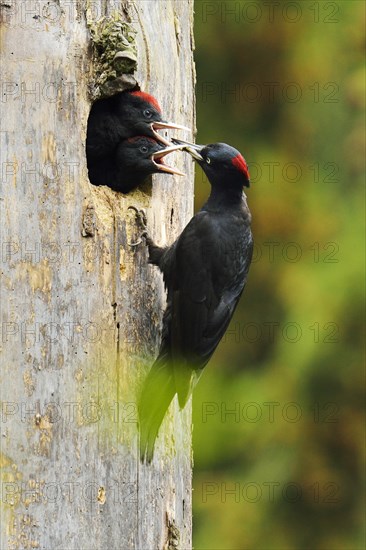 Black Woodpecker (Dryocopus martius) feeding chicks at the nest hole