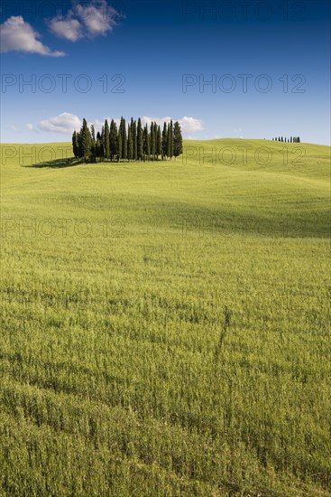 Mediterranean Cypresses (Cupressus sempervirens) and a cornfield