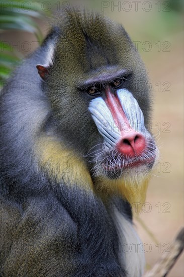 Mandrill (Mandrillus sphinx)