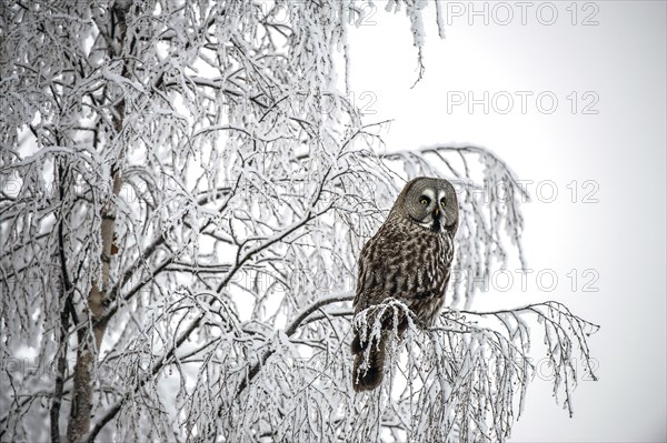 Great Grey Owl (Strix nebulosa)