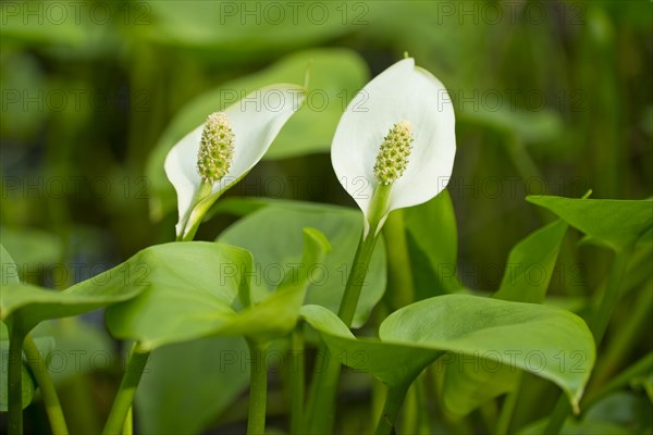 Bog Arum (Calla palustris)