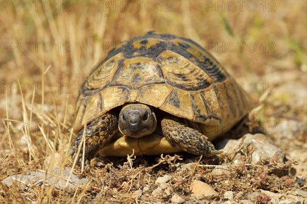 Dalmatian Tortoise (Testudo hermanni hercegovinensis)