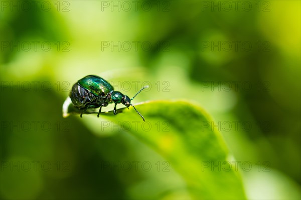 Green Dock Beetle (Gastrophysa viridula)