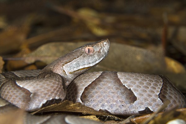 Copperhead (Agkistrodon contortrix)