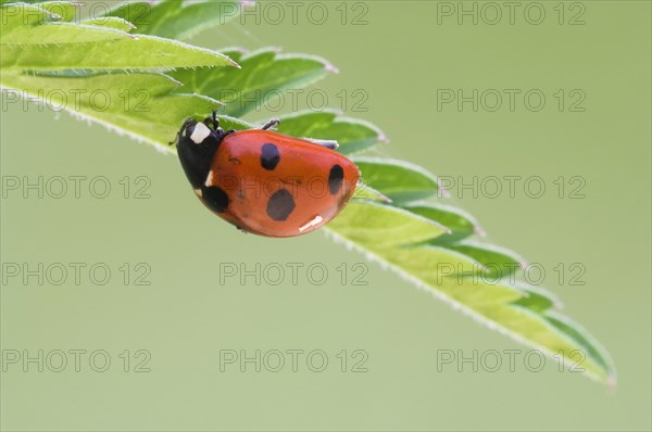 Seven-spot ladybird (Coccinella septempunctata) on a leaf