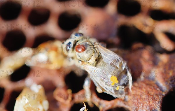 Bee colony infested with Varroa Honey Bee Mites (Varroa destructor