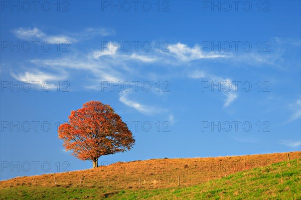 Old solitary Beech (Fagus) in a meadow
