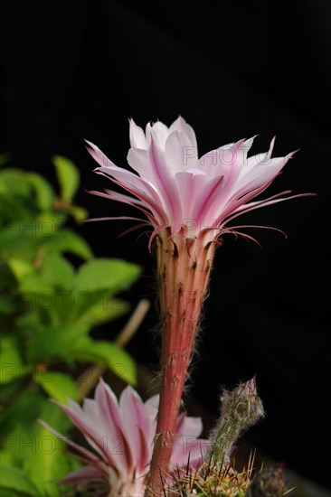 Hedgehog cactus (Echinopsis oxygona)