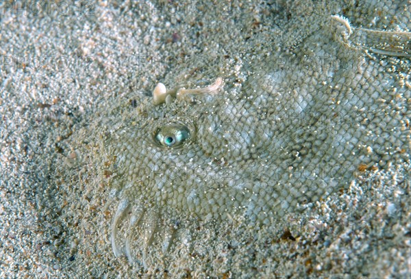 Snouted Sole (Solea lascaris nasuta