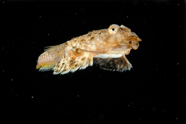 Sailfin Dragonet (Callionymus pusillus)