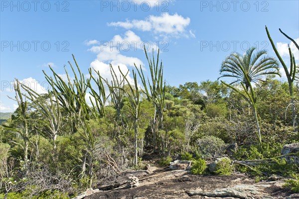 Tropical dry forest landscape with river and rocks