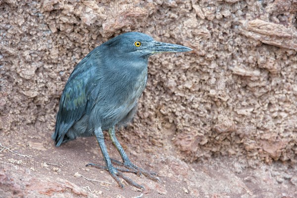 Lava Heron (Butorides sundevalli)