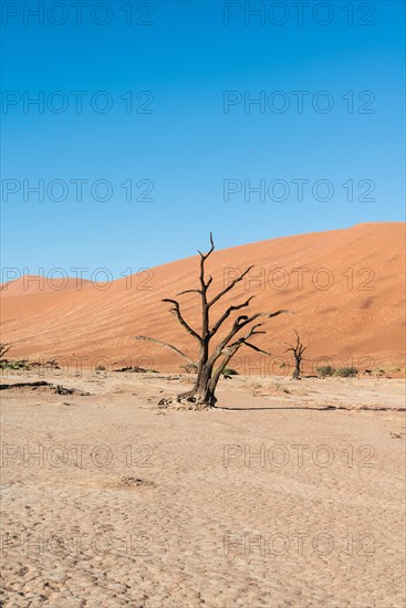 Dead tree in a dried-up salt and clay pan