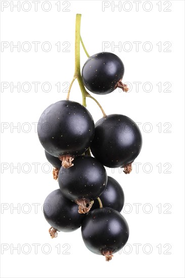 Blackcurrants