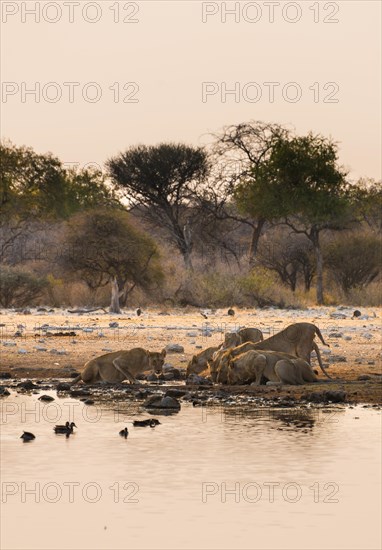 Pride of lions (Panthera leo) drinking at the Klein Namutoni waterhole