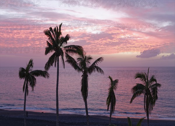 Palm trees by the sea at dusk