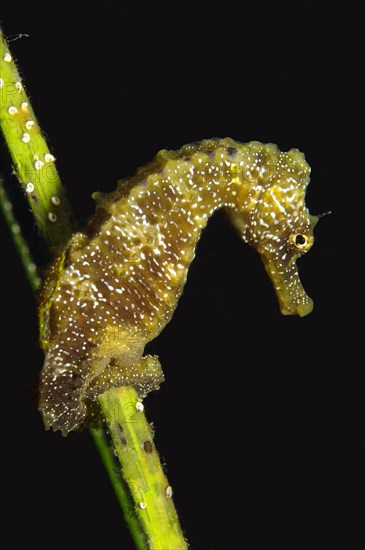 Short-snouted Seahorse (Hippocampus hippocampus)