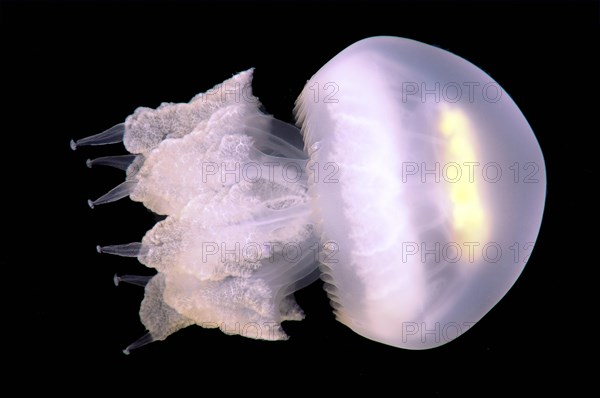 Barrel Jellyfish (Rhizostoma pulmo)