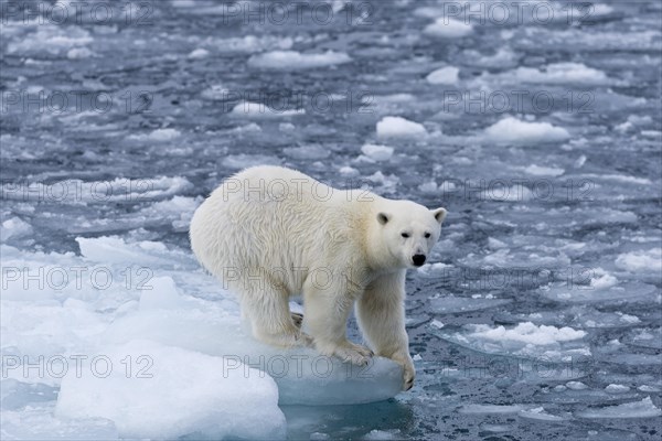 Polar bear (Ursus maritimus) standing on the edge of an ice floe