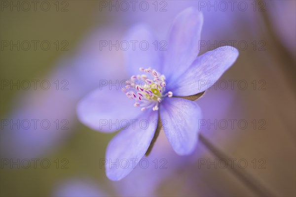 Hepatica or Liverwort (Hepatica nobilis)