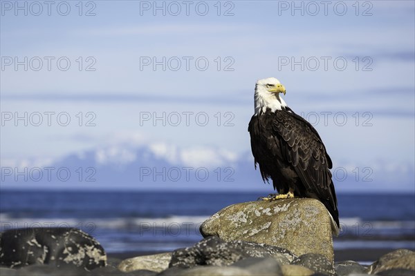 Bald Eagle (Haliaeetus leucocephalus) on the beach of Anchor Point