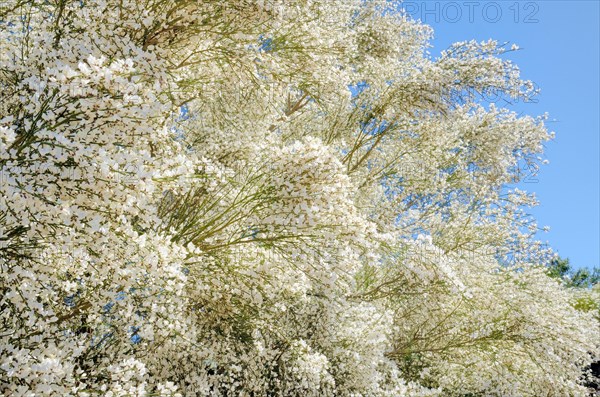 Retama Broom (Retama raetam) near Santiago del Teide