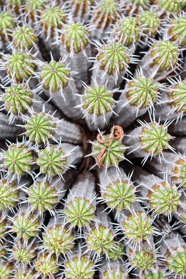 Spurge (Euphorbia) from above