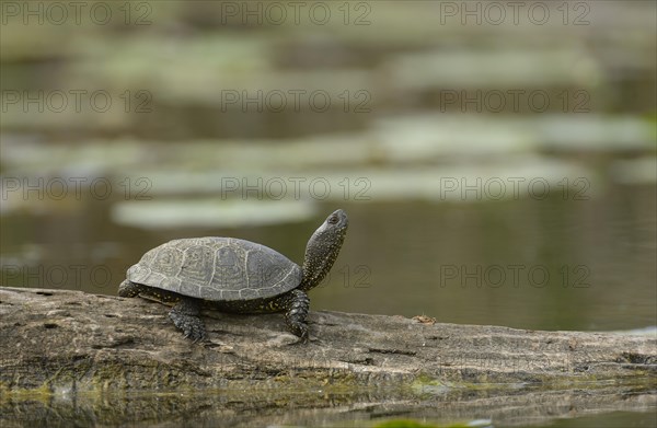 European Pond Turtle (Emys orbicularis)