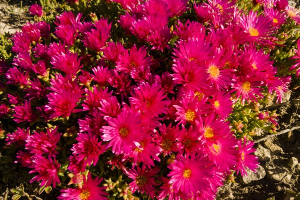 Livingstone Daisy (Dorotheanthus bellidiformis)