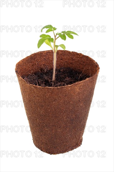 Tomato plant (Solanum lycopersicum) growing in a biodegradable pot