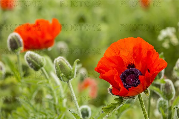 Oriental Poppy (Papaver orientale)