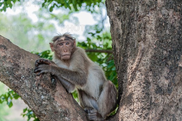 Rhesus monkey (Macaca mulatta)