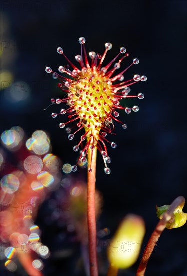 Oblong-leaved Sundew (Drosera intermedia)